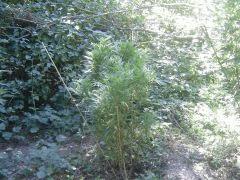 Kiwi skunk
