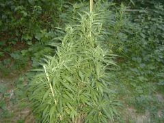 6 critical mass 3