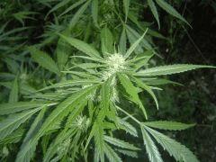 Bud 4 biddy
