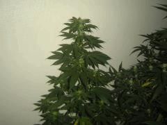 bouture kiwi skunk 2 semaine De floraison