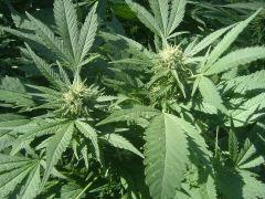 Critical mass (2)