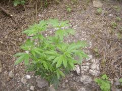 kiwi skunk