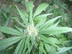 Bud 2 Cm