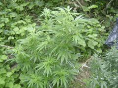 Critical mass (5)
