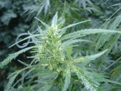 Bud 6 biddy