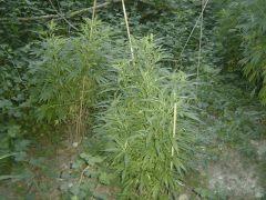 8 .Kiwi skunk