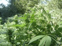 Critical mass (3)