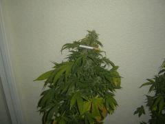 3 critical mass 12
