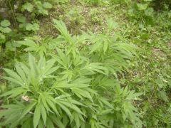 sweet love pheno sativa