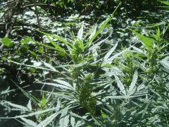 4 Bud Biddy early2