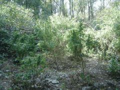 DSC00240 001