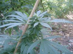 CBD therapy