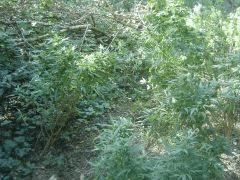 DSC00269