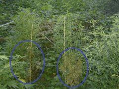 2 Biddy early apres regeneration vegetative