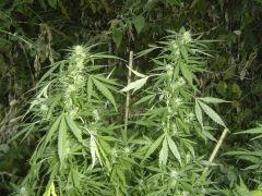 Bud 1 biddy E