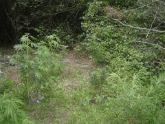 2 spot