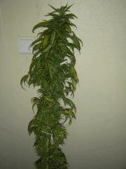 1 Satori pheno pillier