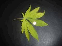 Feuille sweet love 2