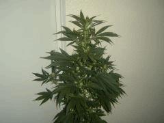 Kiwi skunk pheno 2
