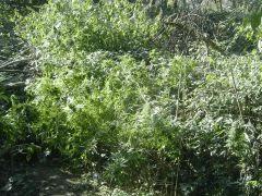 Spot (3)