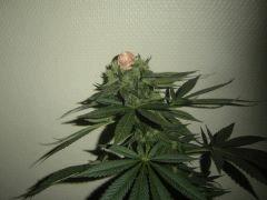 Cm pheno4 - 7 semaine de floraison environ