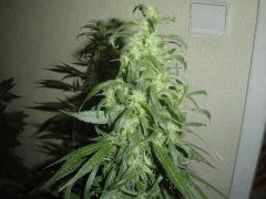 Bud sweet love 2 - 5 semaine de floraison environ
