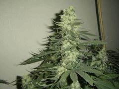 CM pheno2 - 7 semaine de floraison environ