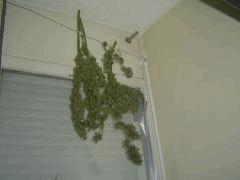 Red purp outdoor En sechage