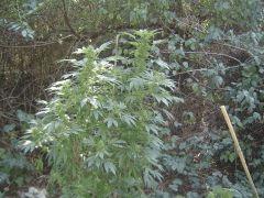 Kiwi Skunk