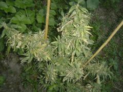 5 Red purp gros plan