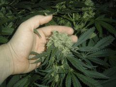 CM pheno 1 - 7 semaine de floraison environ