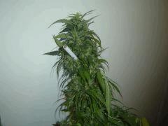 3 Kiwi Skunk meilleur pheno 2sur2