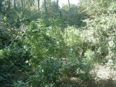 DSC00270 001