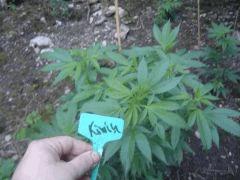 Kiwi skunk