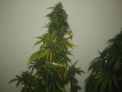 2 Caribe X fraise