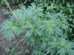Critical mass
