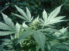 Critical mass