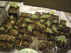 Semaine 2 grow