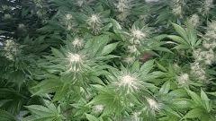 WHITE BERRY 8 FLO+48