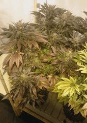 WHITE BERRY#7, FLO+73
