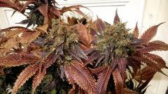 WHITE BERRY #6  FLO+80