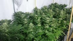 WHITE BERRY FLO+48