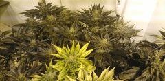 WHITE BERRY FLO+73