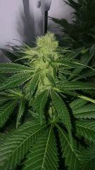 WHITE BERRY 1 FLO+48