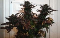 WHITE BERRY #7  FLO+80
