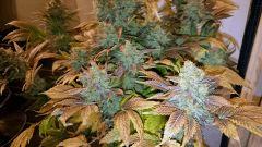 WHITE BERRY #12  FLO+80