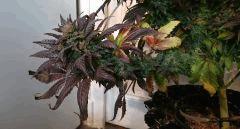 WHITE BERRY #7  FLO+80