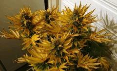 WHITE BERRY #4  FLO+80