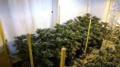 WHITE BERRY, Paradise seeds, FLO+31