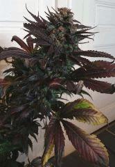 WHITE BERRY #7  FLO+80